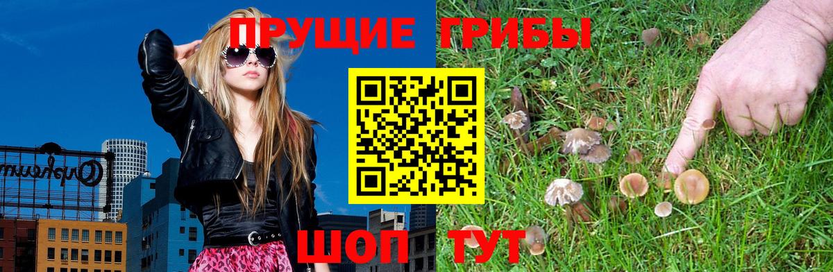 Псилоцибиновые грибы прущие грибы Фурманов